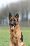 BERGER ALLEMAND 1171